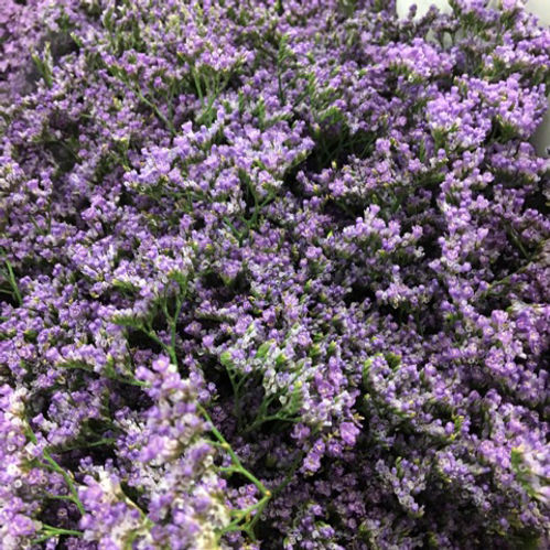 LIMONIUM SAPHORA LILA 70CM