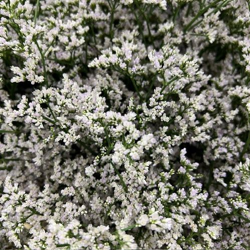 LIMONIUM WHITE NETO