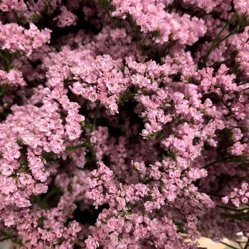 LIMONIUM ANOUCHKA ROSA