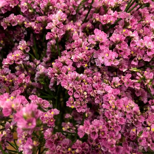 LIMONIUM HOT PINK CERISE/RÖD