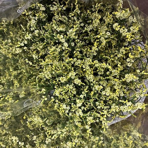 LIMONIUM CHINA LEMON