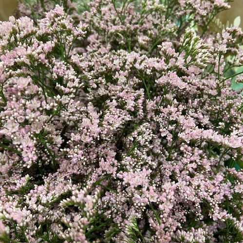 LIMONIUM OSHI PINK 60XM  x25