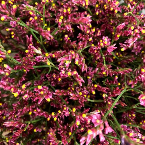 LIMONIUM CHINA RED KE 60 x25