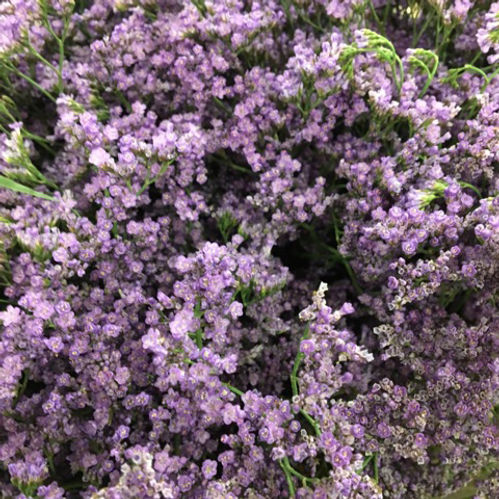LIMONIUM MR SILVER PINK EXTRA 60CM