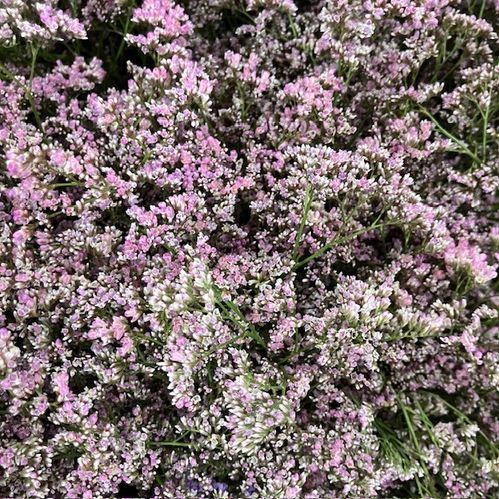 LIMONIUM OSHI/FLORIDA PINK 70CM