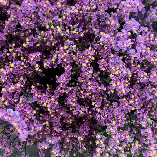LIMONIUM PRINCESS DIAMOND ROSA 70CM