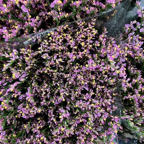 LIMONIUM OSHI ROSA KENYA 60CM