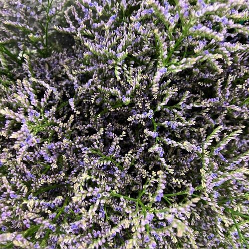 LIMONIUM SKYLIGHT LJ-LILA
