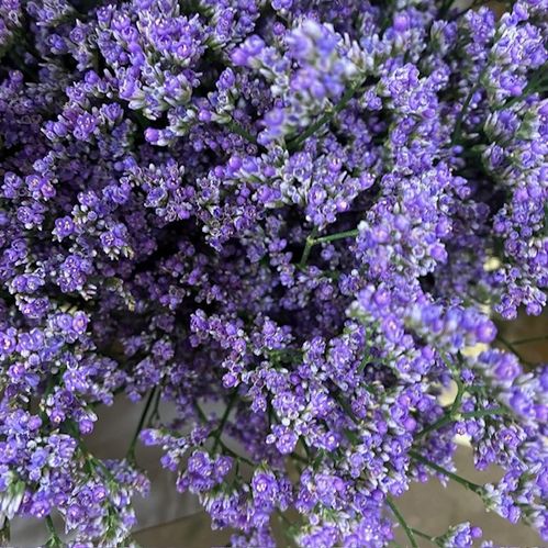 LIMONIUM UTAH LILA 70CM