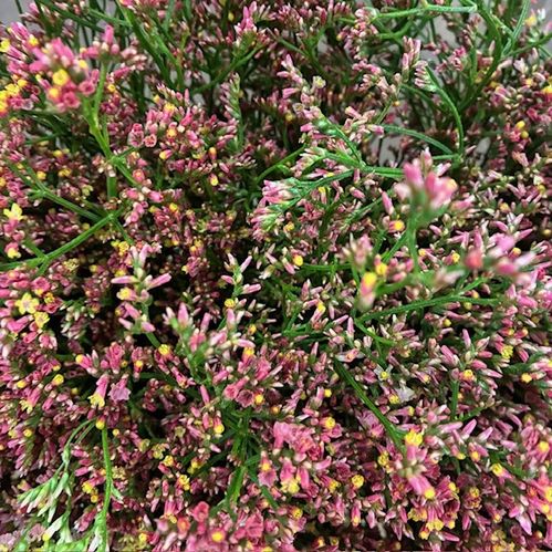 LIMONIUM SINENCE INCA DIAMOND ORANGE