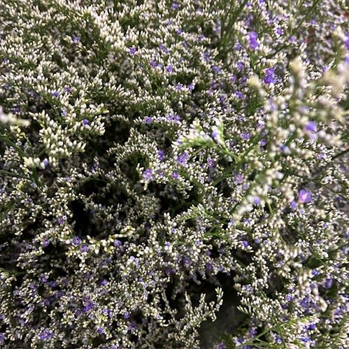 LIMONIUM MISTY LILA