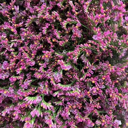 LIMONIUM CHINA LOVELY