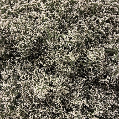 LIMONIUM MISTY WHITE 60-70CM