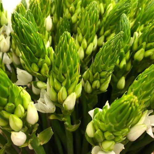 ORNITHOGALUM THYRSOIDES 60-70CM