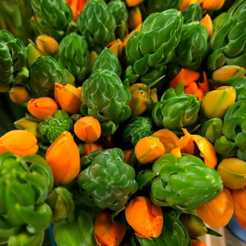 ORNITHOGALUM ORANGE