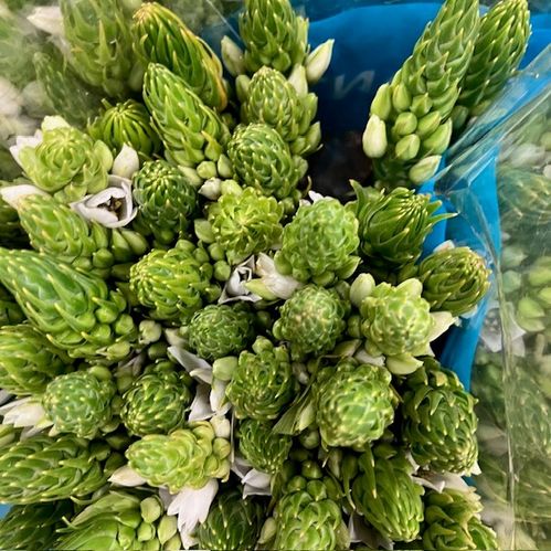 ORNITHOGALUM MOUNT FUJI 55CM