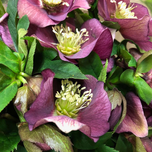 HELLEBORUS SNITT RÖD 30-40CM