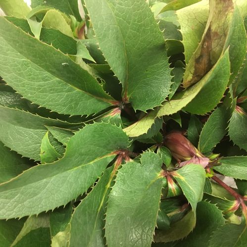 HELLEBORUS SNITT VIT 30-40CM