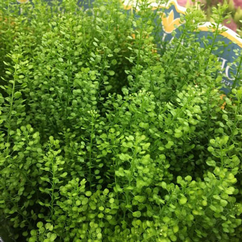 THLASPI GREEN BELL 70CM EX x25