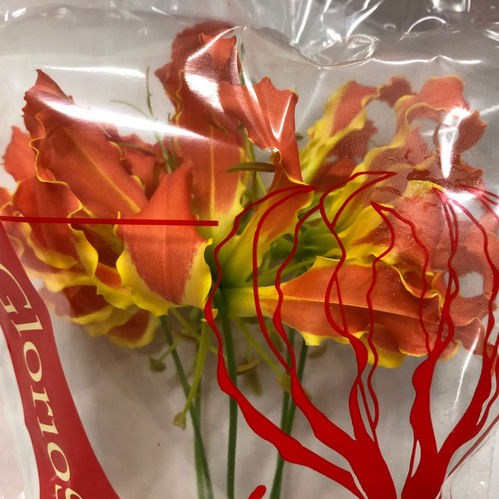 GLORIOSA APRIKOS KORT
