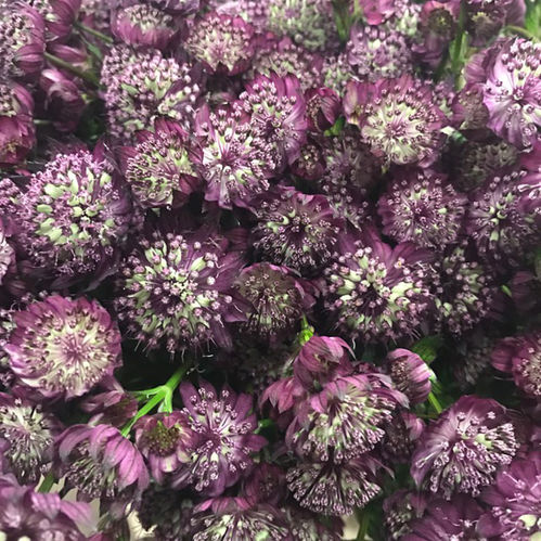 ASTRANTIA RÖD/LILA