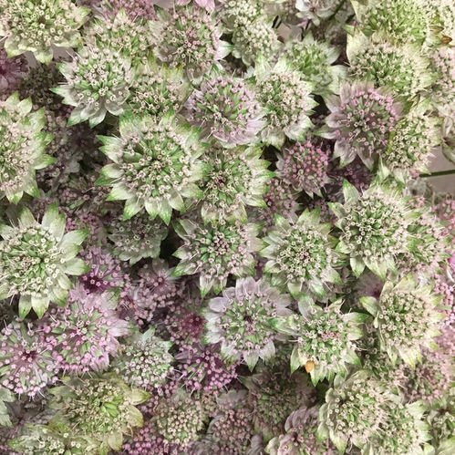 ASTRANTIA ROSA