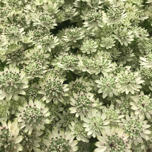 ASTRANTIA VIT