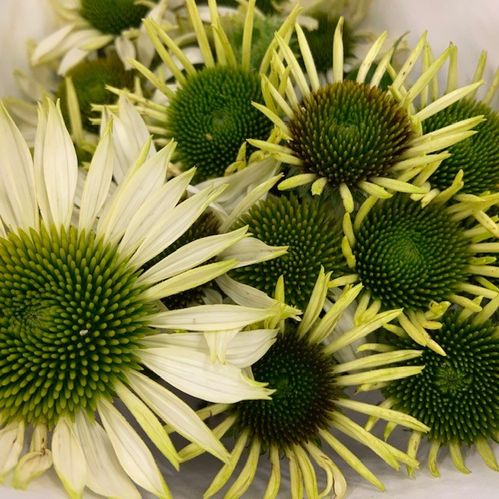 ECHINACEA GREEN JEWEL