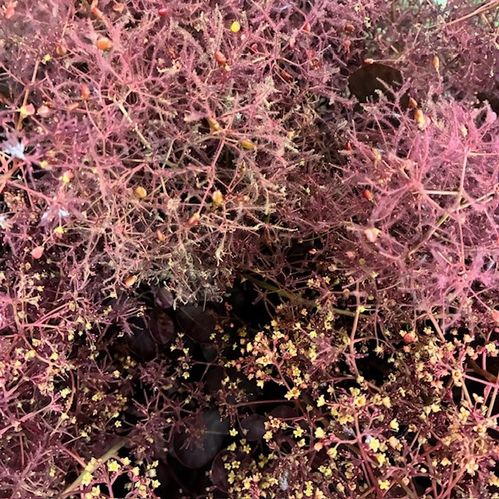 COTINUS MAGICAL TOUCH 75 CM
