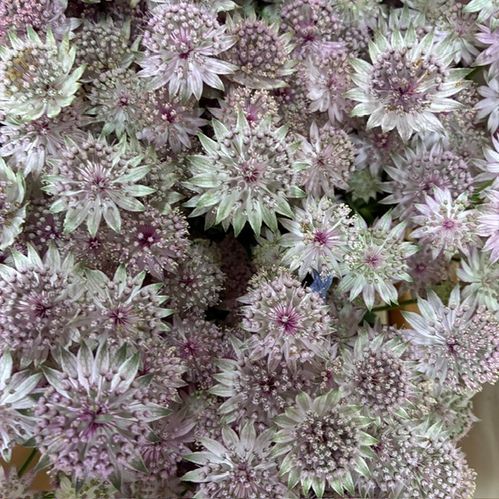 ASTRANTIA PINK SENSATION 50CM