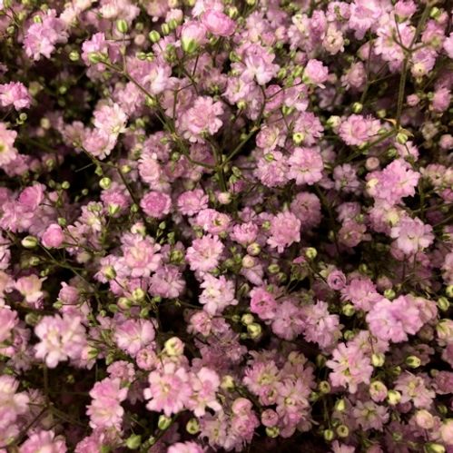 GYPS MY PINK NATUR ROSA x25