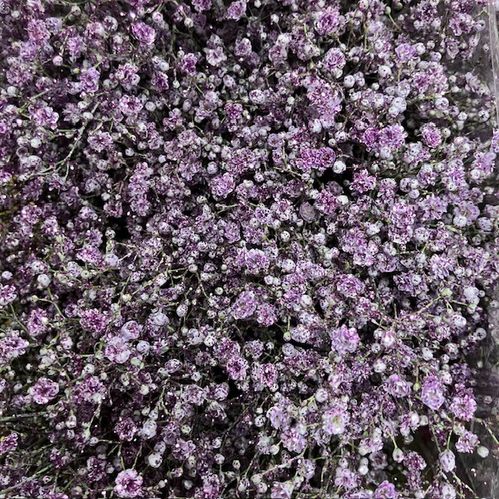 GYPS FÄRGAD LJUSLILA M GLITTER x25