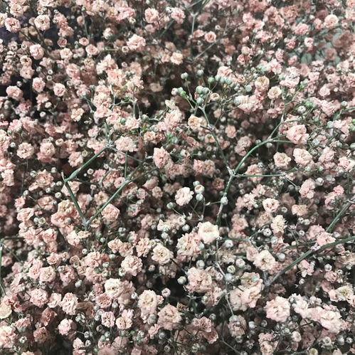 GYPS FÄRGAD LJ-ROSA x25