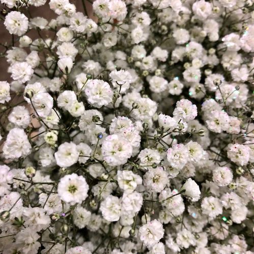GYPS NATURELL M GLITTER X25