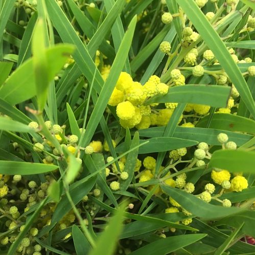 MIMOSA FLORIBUNDA 200GR/BUNT