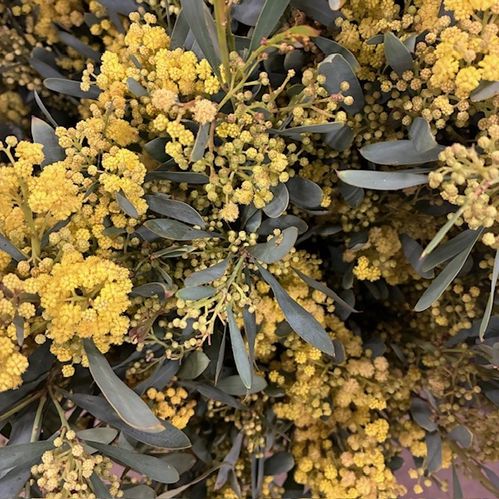 MIMOSA GLAUCA