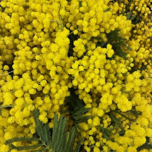 MIMOSA BUNT 500 GRAM