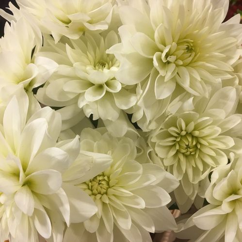 DAHLIA VIT MARTEN ZWAAN ÖPPEN BLOMMA