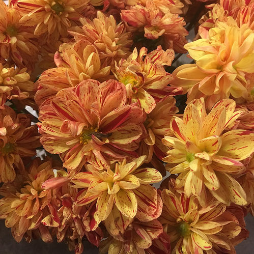 DAHLIA ORANGE
