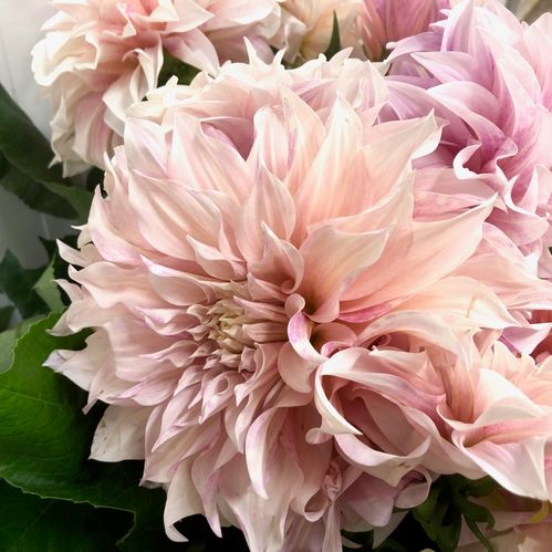 DAHLIA CAFE AU LAIT