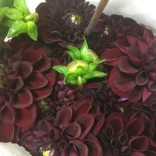 DAHLIA BLACK FOX SVART