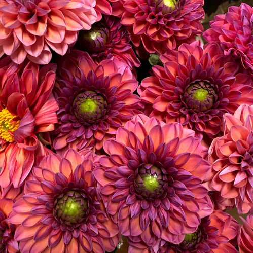 DAHLIA APRIKOS YVONNE GEERLINGS