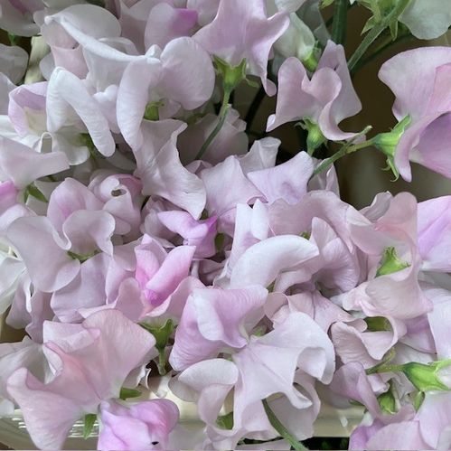 LATHYRUS LUKTÄRT ROSA