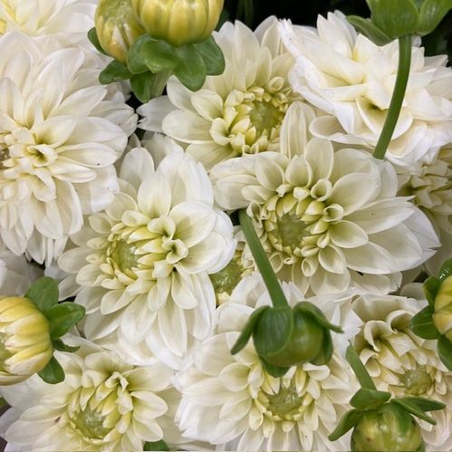DAHLIA VIT POLAR ICE
