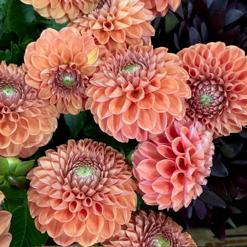 DAHLIA CORNEL BRONZE