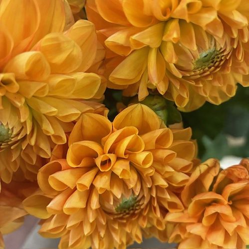 DAHLIA SYLVIA ORANGE BOLL