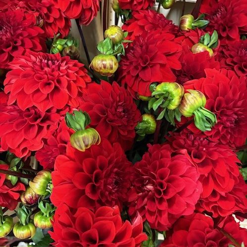DAHLIA RED CAP