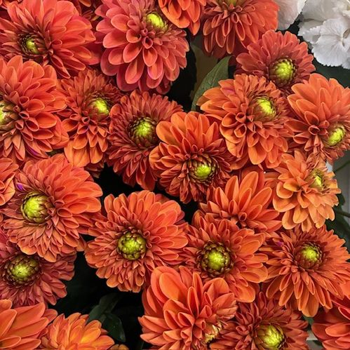 DAHLIA ORANGE FOX