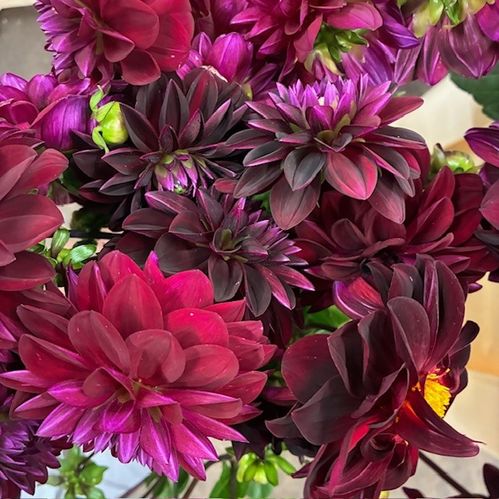DAHLIA ARABIAN NIGHT MÖRKRÖD
