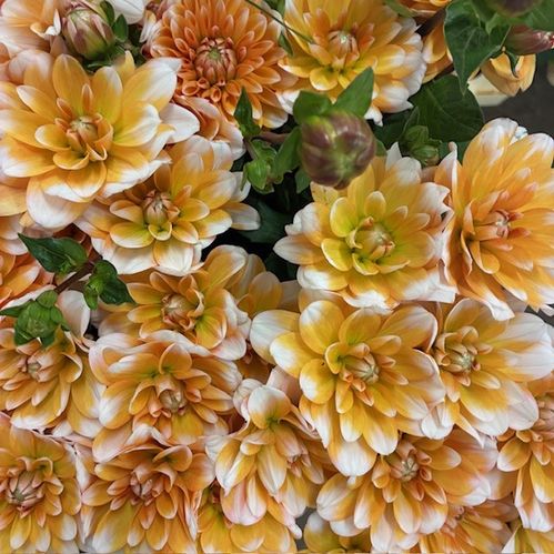 DAHLIA ORANGE PERCEPTION
